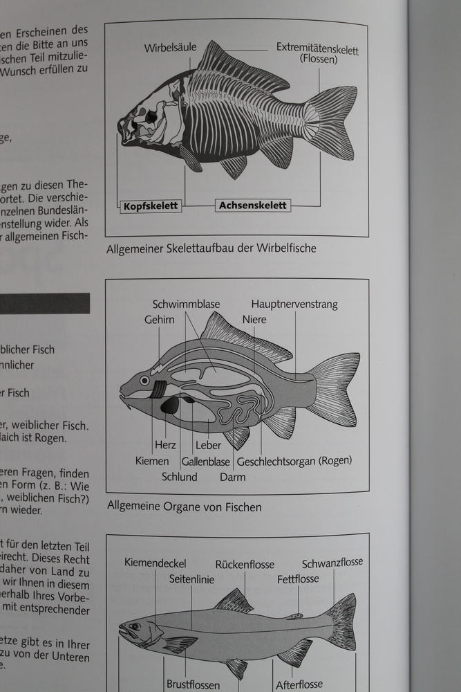 особенности рыбной ловли в Германии_5_800.jpg